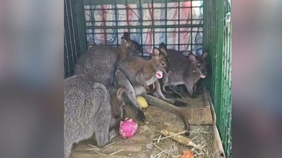 動画:「野良」ワラビー保護、中国向けに密輸か ベトナム