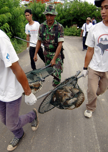 バリ島で狂犬病予防策、展開中