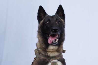 IS指導者急襲作戦の「英雄犬」、ホワイトハウスで歓迎へ トランプ氏