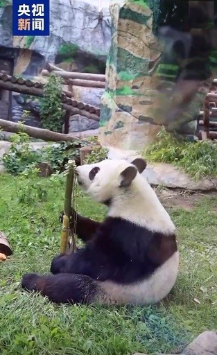 ロシア在住のジャイアントパンダ「カチューシャ」 2歳の誕生日を迎える