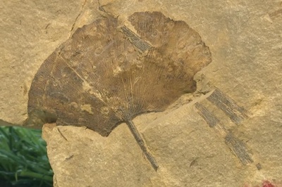 中国山西省　今から約2.8億年前のイチョウの化石を発見