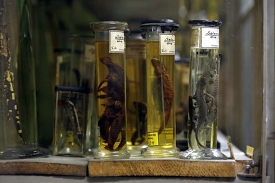 頭が2つある珍しいサラマンダーの標本、ドイツで展示