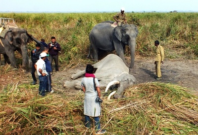 73歳ゾウの死に仲間も涙、インド国立公園