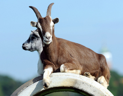 デートにうってつけでしょ！仲良く日なたぼっこ中のヤギ