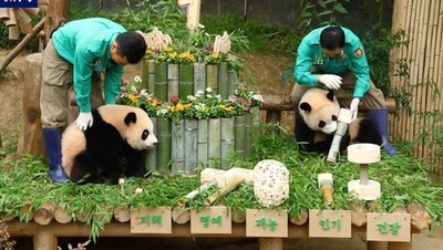 双子パンダ「ホイバオ」「ルイバオ」が1歳の誕生日を祝う 韓国