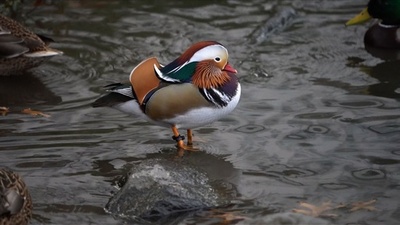 動画：みんなの「推し鳥」？ 米NYのど真ん中で視線かっさらう