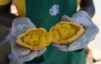 ビタミン・食物繊維が豊富、国民的フルーツ「マッド」 セネガル