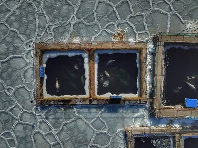 捕獲されたシャチとシロイルカ100匹の運命、政府内で意見対立 ロシア