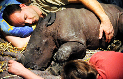 育児放棄されたサイの赤ちゃん、ドイツ