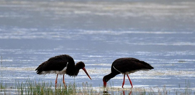 「鳥のパンダ」 希少なナベコウが飛来　新疆・バインブルク湿地