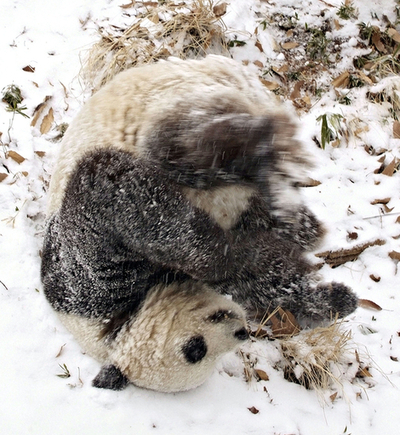 パンダも喜び庭かけまわる？ワシントン国立動物園