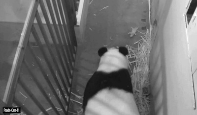 生き残った赤ちゃんパンダは「雄」、米スミソニアン動物園
