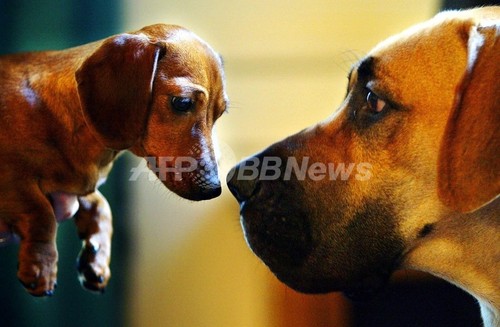 小型犬は攻撃性が高く 大型犬はおとなしい 犬の行動調査で明らかに 写真2枚 ファッション ニュースならmode Press Powered By Afpbb News