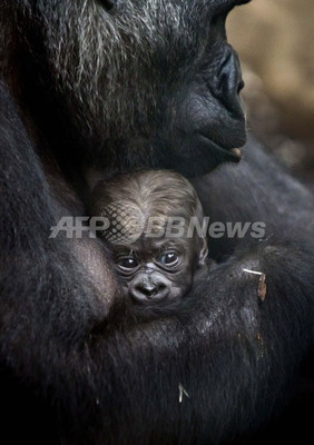 生後2週間半のゴリラの赤ちゃん ドイツ動物園 写真6枚 ファッション ニュースならmode Press Powered By Afpbb News