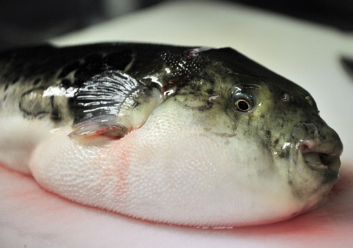Puffed up with pride: Japanese 10-year-old passes deadly fish test