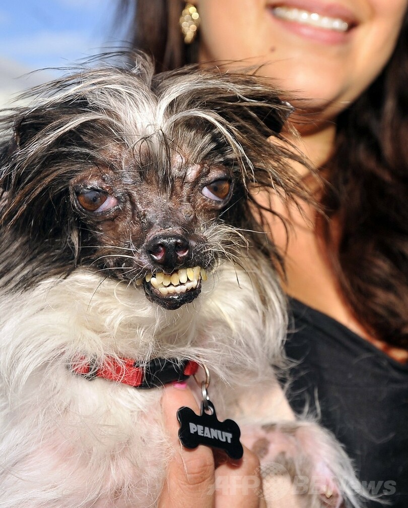 今年も開催 世界一醜い犬コンテスト 写真15枚 国際ニュース Afpbb News