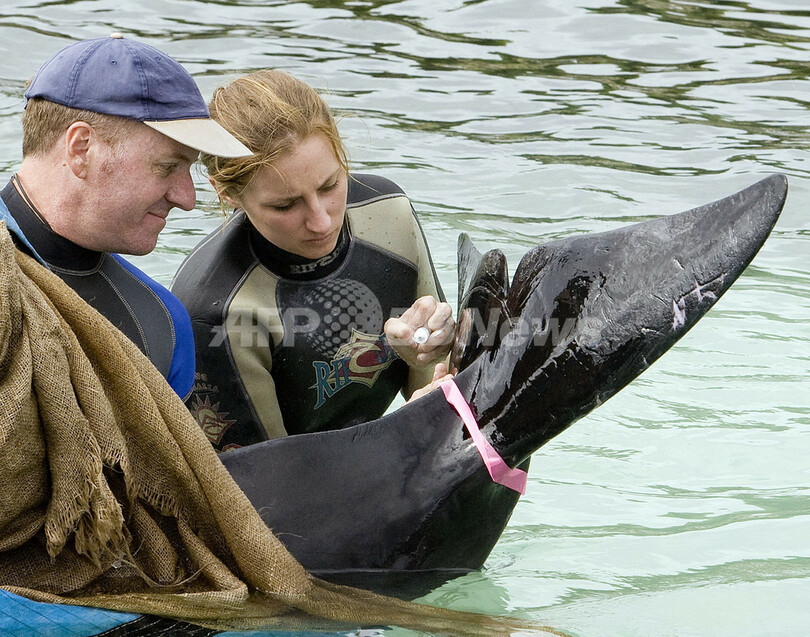 救出されたクジラ、浅瀬に舞戻る オーストラリア南西部