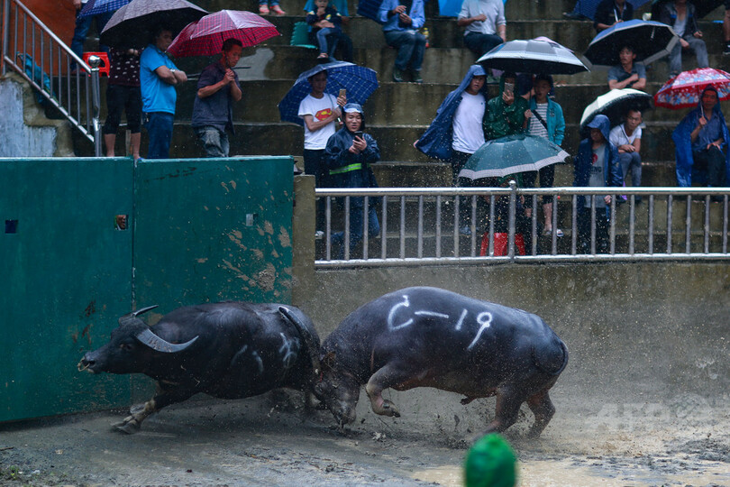 トン族村落の闘牛大会に観客は大興奮　貴州省