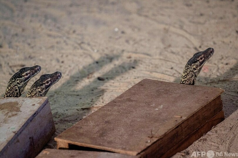 絶滅危惧のコモドドラゴン 29匹誕生 インドネシア動物園 写真13枚 国際ニュース Afpbb News