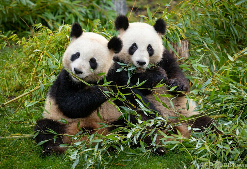 ドイツ生まれの双子のパンダ兄弟、中国に帰国
