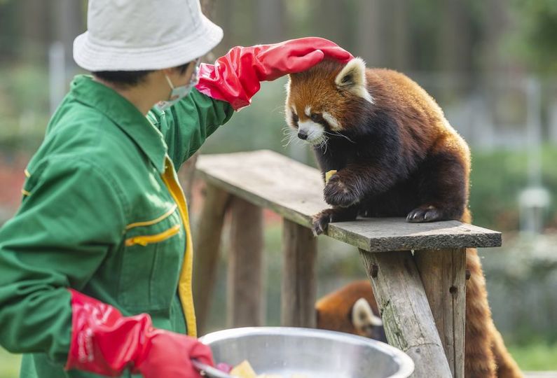 元気かな 休園でも世話を続ける動物園の飼育担当者 中国 武漢市 写真15枚 国際ニュース Afpbb News