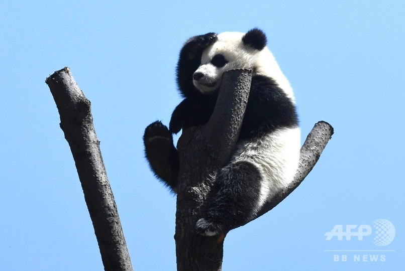 四川にも春 日なたぼっこ楽しむジャイアントパンダの子どもたち 写真12枚 国際ニュース Afpbb News
