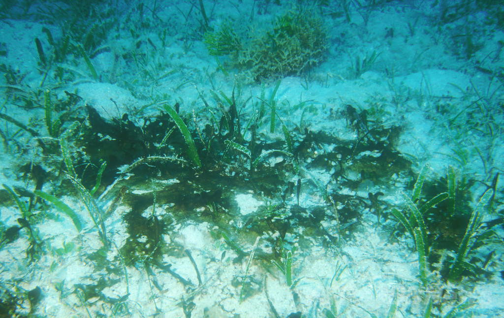 ペルム紀大絶滅の原因は微生物? ペルム紀大絶滅の原因は微生物?