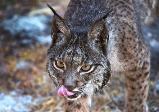 イベリアオオヤマネコを絶滅から救う捕獲飼育作戦 スペイン 写真25枚 国際ニュース Afpbb News