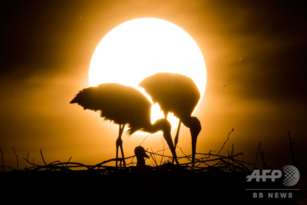 【今日の1枚】コウノトリ一家、夕日に見守られ 【今日の1枚】コウノトリ一家、夕日に見守られ