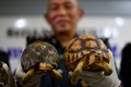マレーシア・セパンにある税関施設で、押収されたヘサキリクガメやホウシャガメを手にする税関当局の職員（2017年5月15日撮影）。(c)AFP/Manan VATSYAYANA