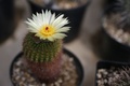 英キュー王立植物園で花を咲かせるサボテン（2016年5月9日撮影）。(c)AFP/DANIEL LEAL-OLIVAS