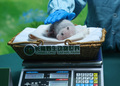 長隆野生動物ワールドで三つ子ジャイアントパンダ「萌萌」が産んだ赤ちゃんパンダの体重を量る係員。（2024年7月2日撮影）。(c)Xinhua News