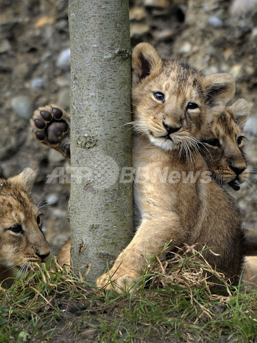スイスの動物園で赤ちゃんライオン4匹がデビュー 写真10枚 国際