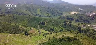 輸出量中国1位 雲南コーヒーは世界で人気に