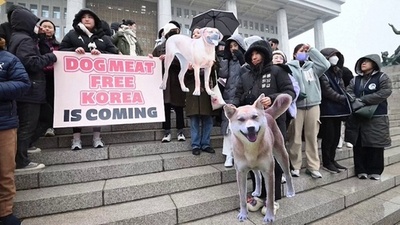 動画:韓国、犬肉処理・販売を禁じる法案可決 食用目的の繁殖も禁止
