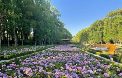 上海の森林被覆率が18.8%に