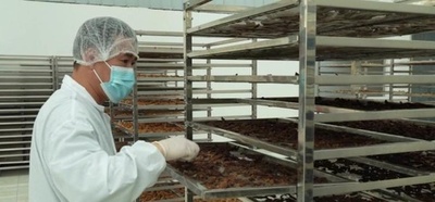 薬食同源の「黄精」で地域振興