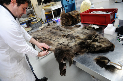 クマの剥製ができるまで、仏トゥールーズ自然史博物館