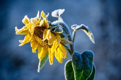 ヒマワリに霜…移ろいゆく季節 独北部