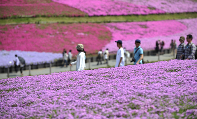 芝桜が満開、秩父・羊山公園