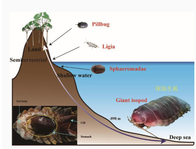 中国科学院海洋研究所、深海甲殻類のゲノム配列を初解読