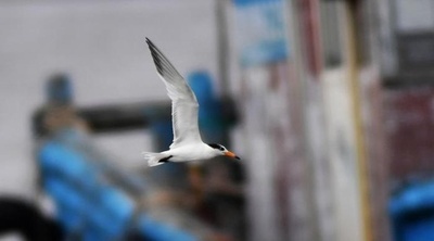 中国・広東で17年ぶりに「神話の鳥」を確認