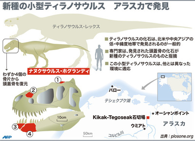 「北極の王」 新種の小型ティラノサウルス、米アラスカで発見