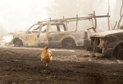 米山火事の死者35人に、トランプ氏が加州訪問へ 気候変動軽視と指摘も