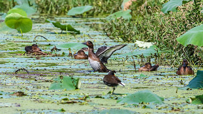 「鳥類のジャイアントパンダ」アカハジロ、越冬のため南洞庭湖に飛来 中国