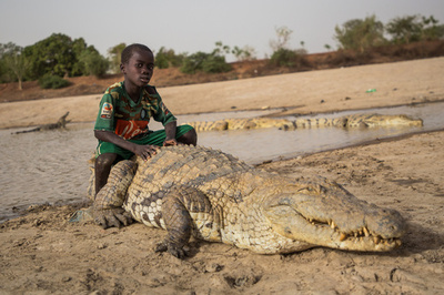 生まれたてもりりしい ニシアフリカコビトワニ匹ふ化 仏動物園 写真11枚 国際ニュース Afpbb News