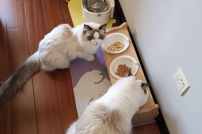 中国若者の休暇中アルバイト 猫のペットシッター