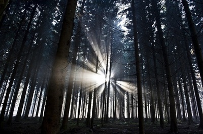 カナダ西部の気温を上げるキクイムシの大群、英科学誌