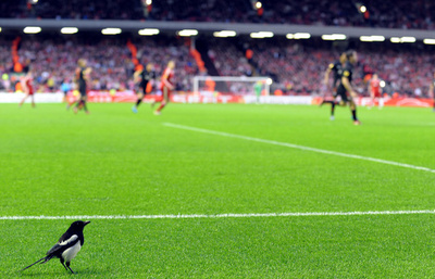 俗説「カササギは宝石泥棒」は誤り、英研究