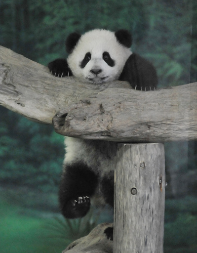 台湾生まれ初のパンダが一般公開、台北